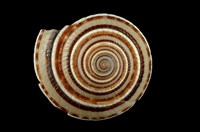 藏品(黑線車輪螺)的圖片